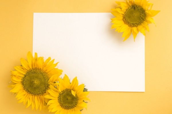 Girassol Em Papel Branco Em Branco Sobre O Fundo Amarelo Girassol Em Papel Branco Em Branco Sobre O Fundo Amarelo